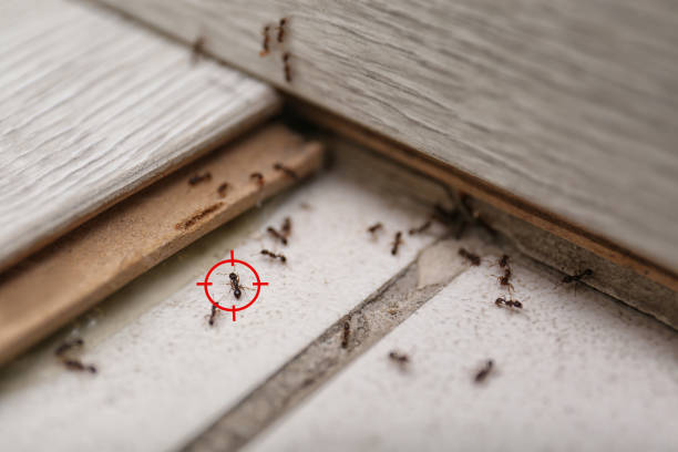 Best Wildlife Control Services  in Westmont, NJ