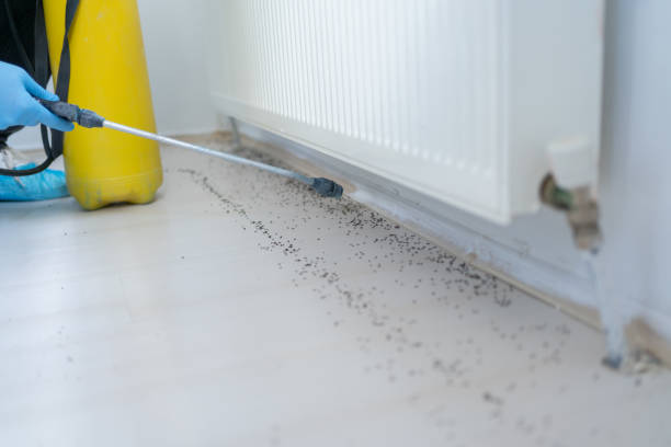 Best Termite Control Services  in Westmont, NJ