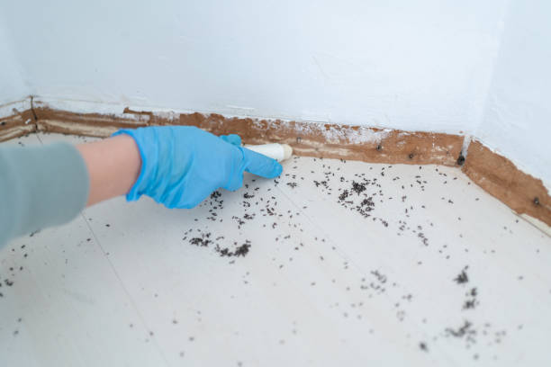 Best Pest Control Treatment  in Westmont, NJ